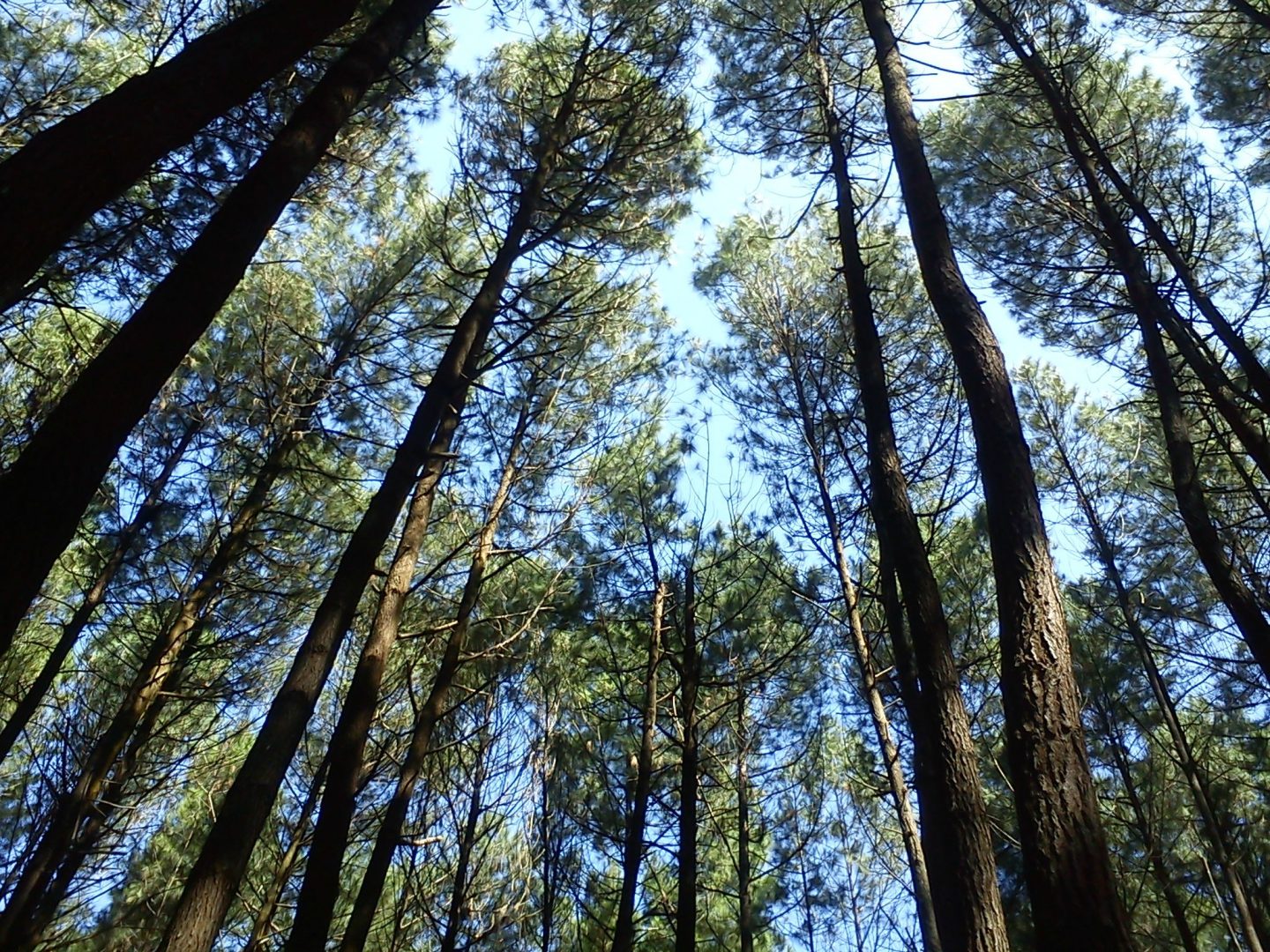 4 Hutan Pinus Ini Hits Banget di Jogja Reservasiku Com