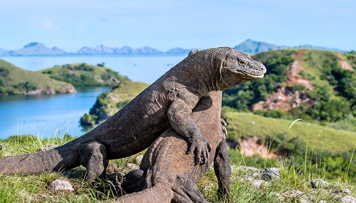 Pulau_Komodo_1