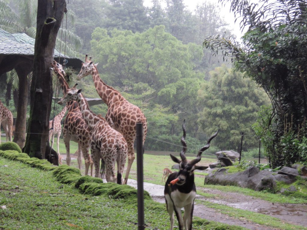 Taman Safari Indonesia