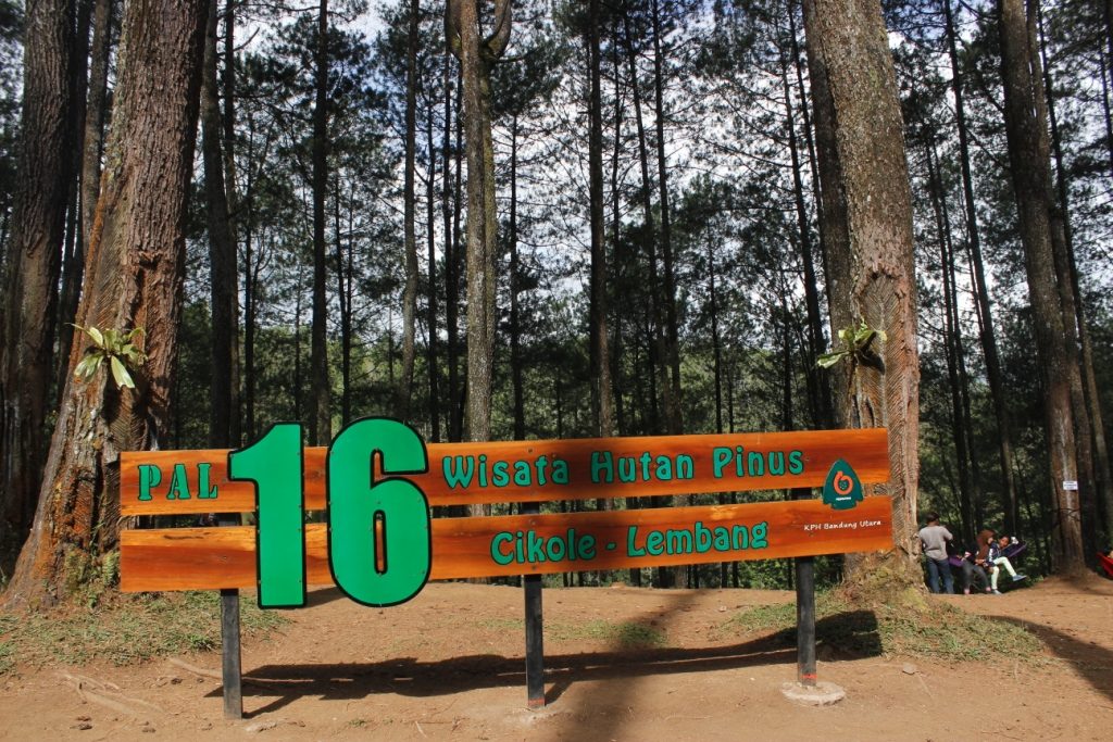 Wisata Hutan Pinus PAL 16