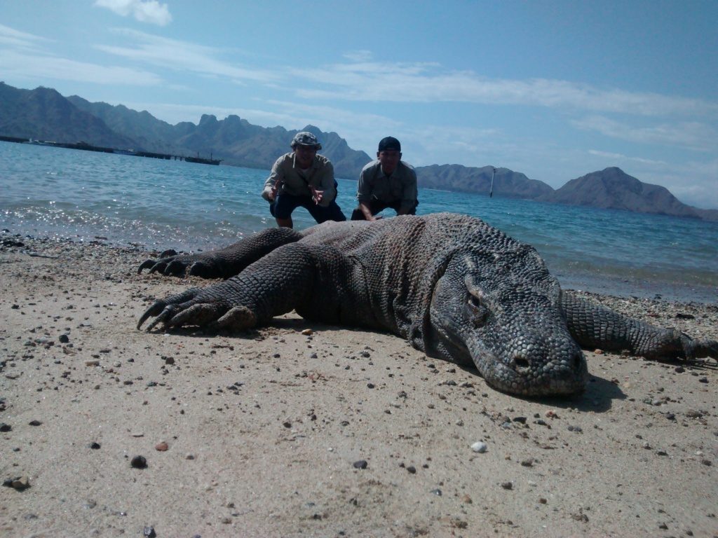 Pulau Komodo