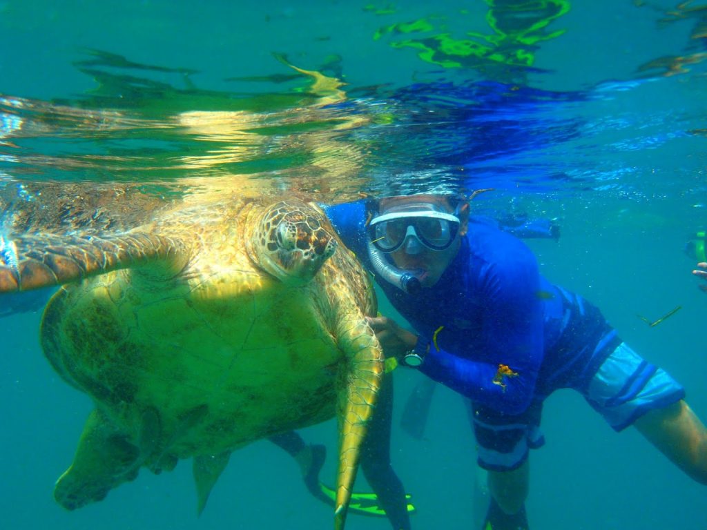 Penyu Hijau Derawan