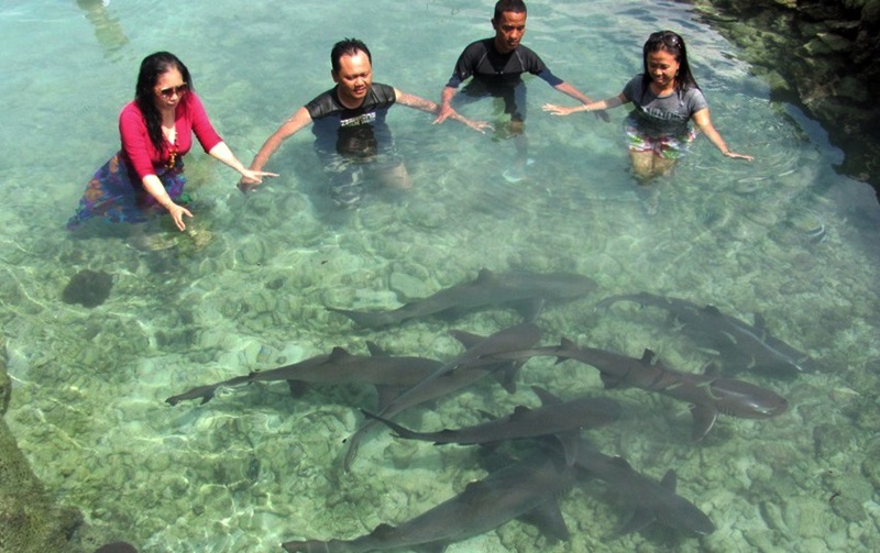 Berenang-Bersama-Hiu-di-Karimunjawa