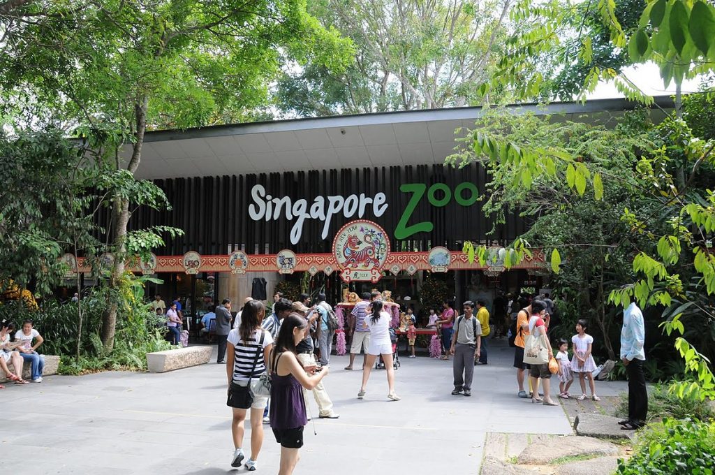 Singapore Zoo Singapura