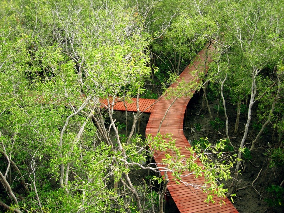 hutan mangrove di pulau karimun jawa