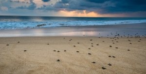 Mengunjungi Surga Tersembunyi Di 10 Tempat Wisata Alam Ujung Genteng Sukabumi