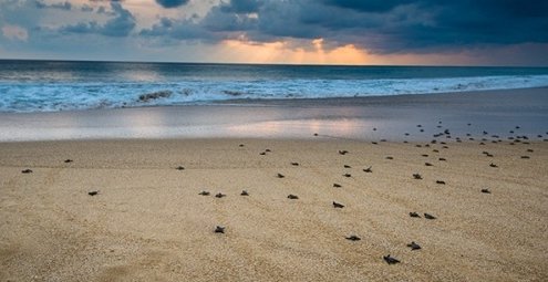 Mengunjungi Surga Tersembunyi Di 10 Tempat Wisata Alam Ujung Genteng Sukabumi