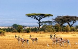 10 Lokasi Wisata Banyuwangi Dengan Keindahan Alam Yang Mempesona 10