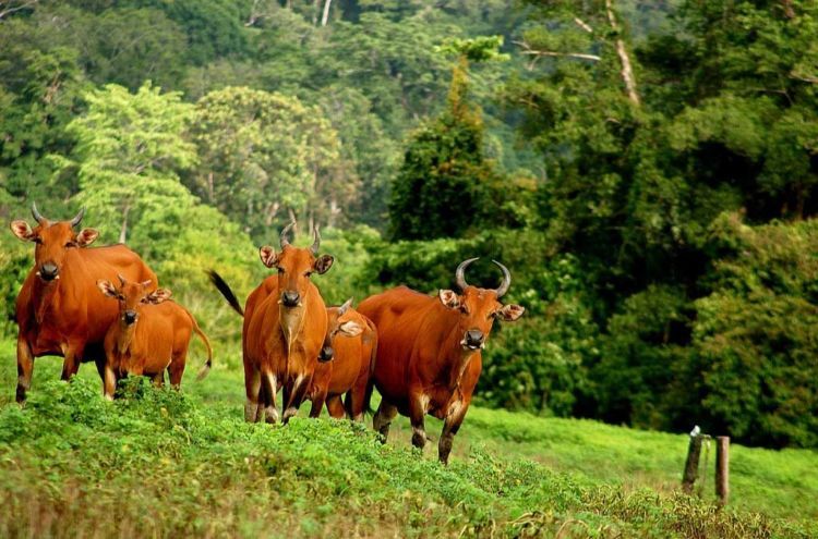 10 Lokasi Wisata Banyuwangi Dengan Keindahan Alam Yang Mempesona 9