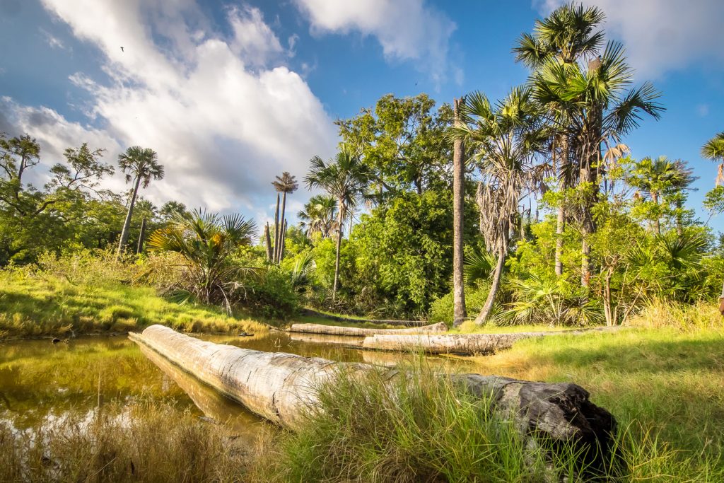 10 Lokasi Wisata Situbondo Yang Memiliki Padang Savana Afrika 4