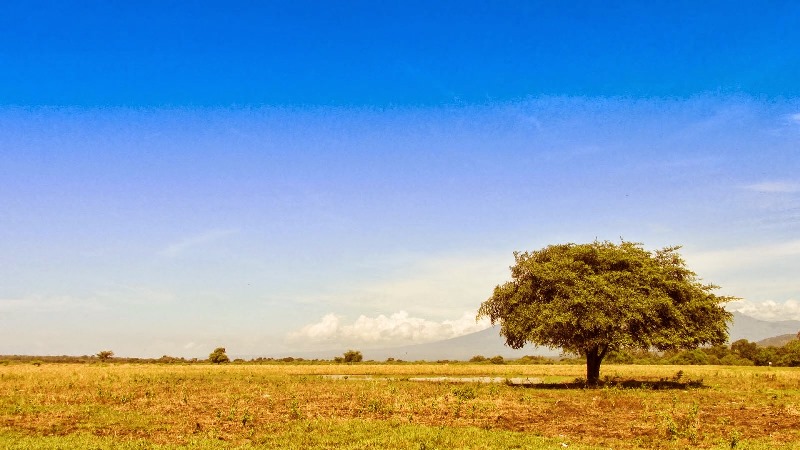 10 Lokasi Wisata Situbondo Yang Memiliki Padang Savana Afrika 6