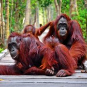 7 Tempat Wisata Kalimantan Tengah Yang Bisa Kamu Kunjungi Ketika Menjadi Ibu Kota Baru Indonesia 7