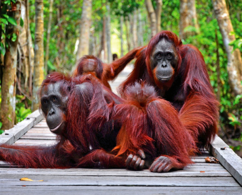 7 Tempat Wisata Kalimantan Tengah Yang Bisa Kamu Kunjungi Ketika Menjadi Ibu Kota Baru Indonesia 7