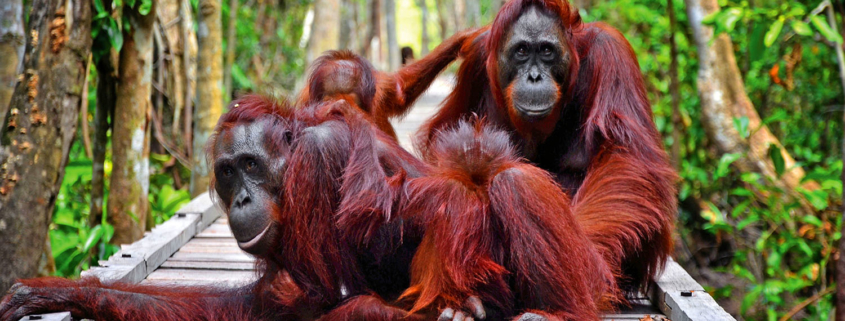 7 Tempat Wisata Kalimantan Tengah Yang Bisa Kamu Kunjungi Ketika Menjadi Ibu Kota Baru Indonesia 7