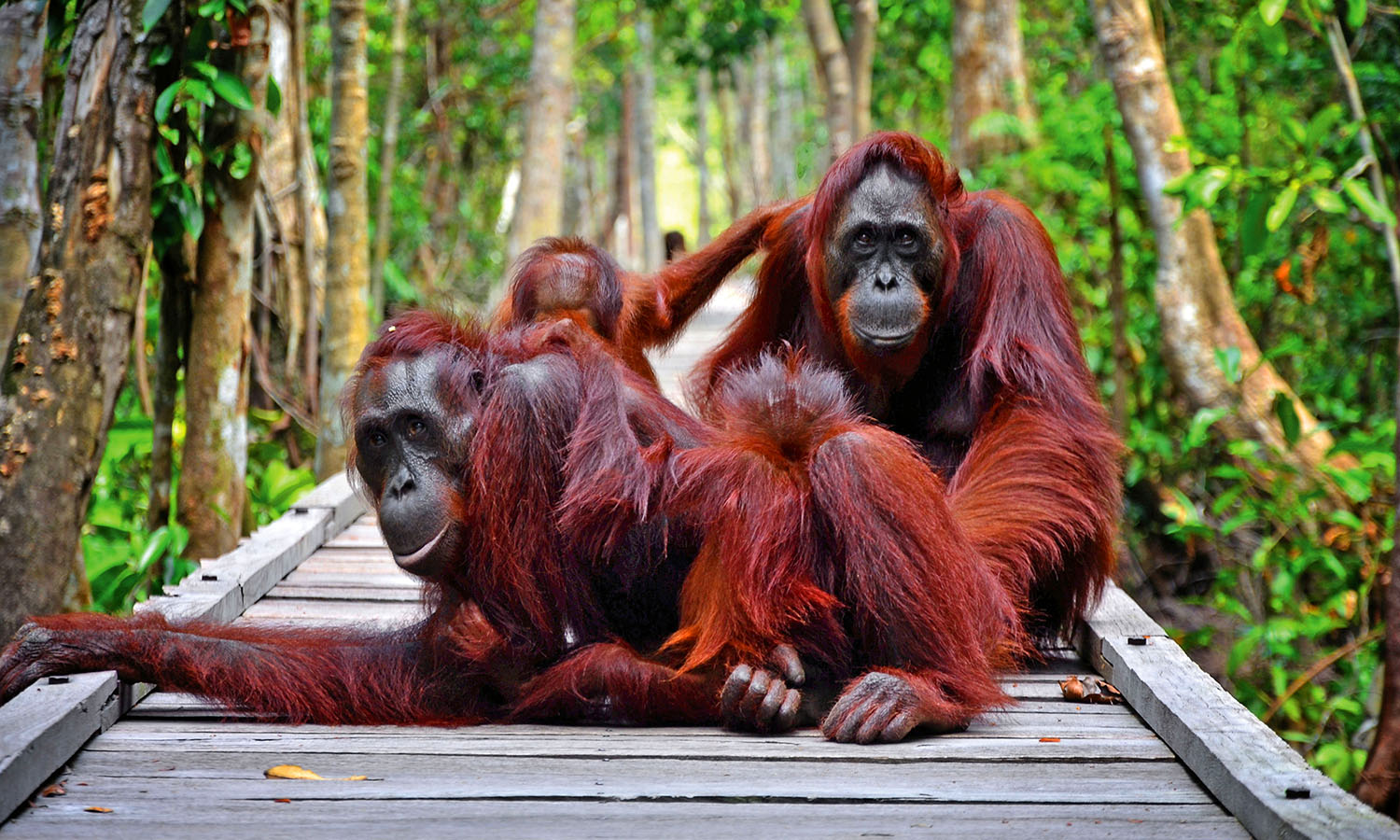 7 Tempat Wisata Kalimantan Tengah Yang Bisa Kamu Kunjungi Ketika Menjadi Ibu Kota Baru Indonesia 7