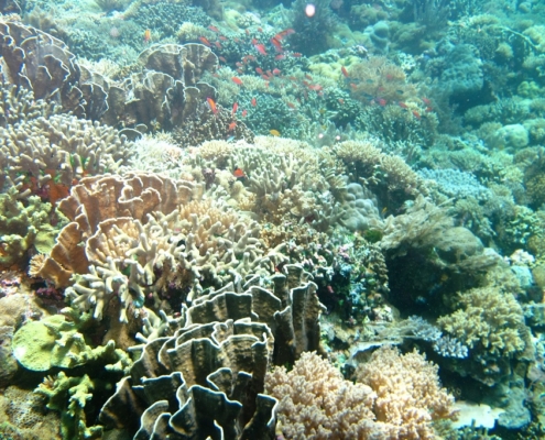 Kabar Kurang Baik Dari Ekosistem Bawah Laut Makassar 2