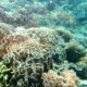 Kabar Kurang Baik Dari Ekosistem Bawah Laut Makassar 2