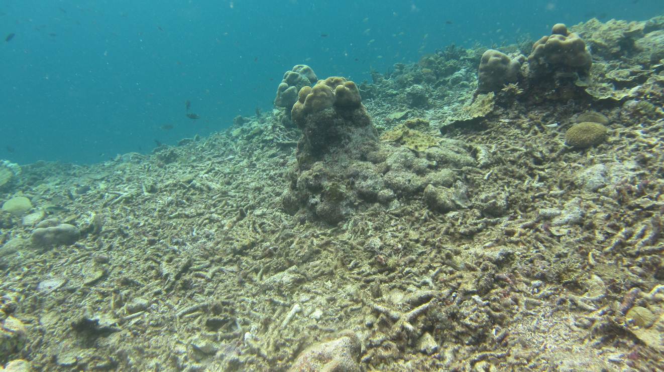 Kabar Kurang Baik Dari Ekosistem Bawah Laut Makassar 3