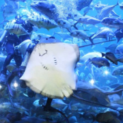 Dapatkan Promo Tiket Masuk Sea World Januari 2021 Mulai Dari 115.000