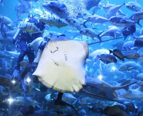 Dapatkan Promo Tiket Masuk Sea World Januari 2021 Mulai Dari 115.000