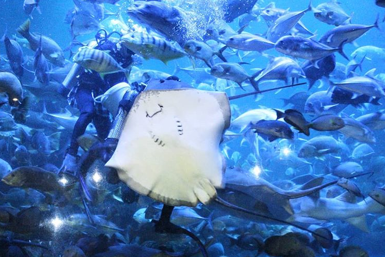 Dapatkan Promo Tiket Masuk Sea World Januari 2021 Mulai Dari 115.000