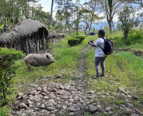 Hati-Hati Potret Babi Di Lembah Baliem Bisa Dikenakan Denda Rp 30 Juta 2