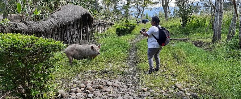 Hati-Hati Potret Babi Di Lembah Baliem Bisa Dikenakan Denda Rp 30 Juta 2
