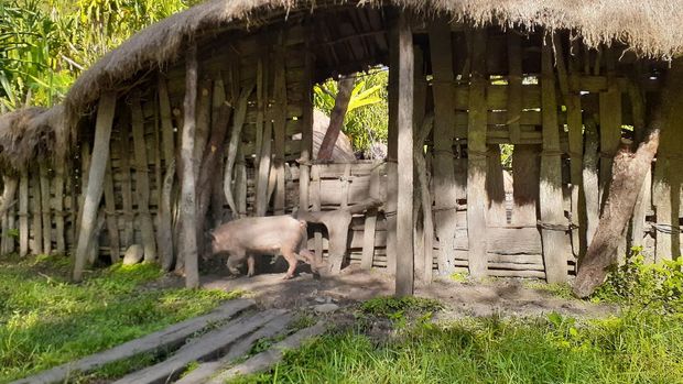 Hati-Hati Potret Babi Di Lembah Baliem Bisa Dikenakan Denda Rp 30 Juta