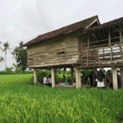 Spot Instagramable Yang Keren Di Sawah Mangaran Banyuwangi