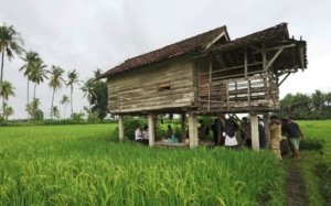 Spot Instagramable Yang Keren Di Sawah Mangaran Banyuwangi