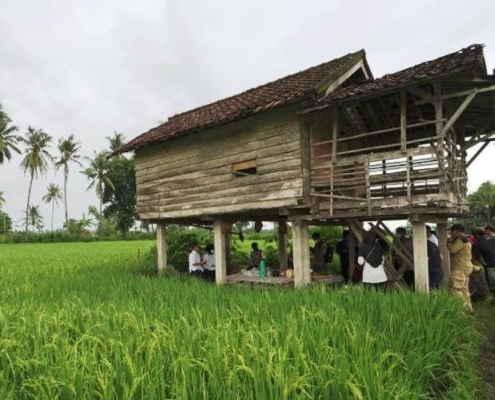 Spot Instagramable Yang Keren Di Sawah Mangaran Banyuwangi