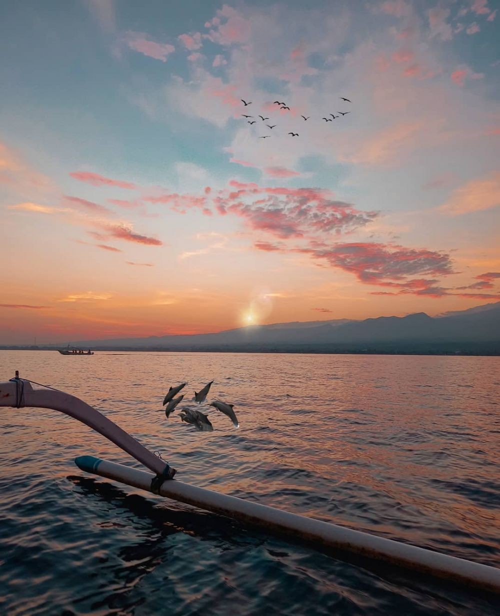 10 Lokasi Wisata Lumba-Lumba Di Indonesia Dengan Perairan Terbaik 5
