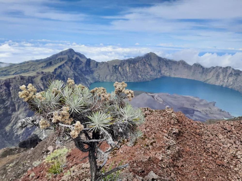 Berburu Bunga Edelweiss Di 5 Gunung Indonesia Terpopuler Ini 3