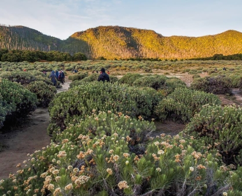 Berburu Bunga Edelweiss Di 5 Gunung Indonesia Terpopuler Ini 5