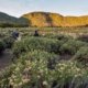 Berburu Bunga Edelweiss Di 5 Gunung Indonesia Terpopuler Ini 5