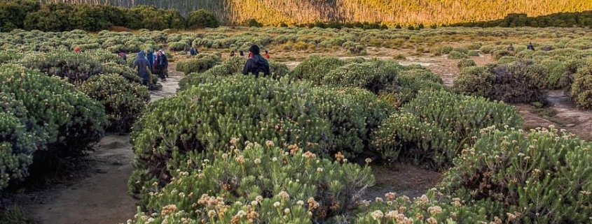 Berburu Bunga Edelweiss Di 5 Gunung Indonesia Terpopuler Ini 5