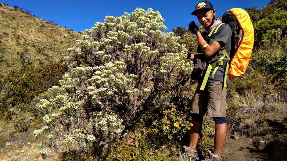 Berburu Bunga Edelweiss Di 5 Gunung Indonesia Terpopuler Ini