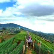 Yuk Kita Agrowisata Kebun Anggur Brasil, Tapi Di Majalengka 2