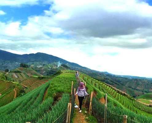 Yuk Kita Agrowisata Kebun Anggur Brasil, Tapi Di Majalengka 2