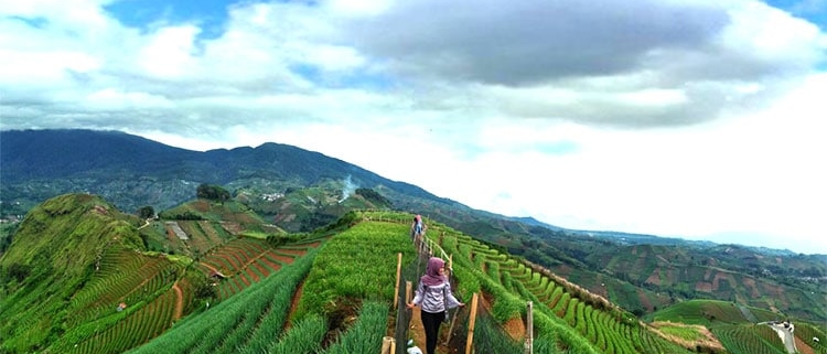 Yuk Kita Agrowisata Kebun Anggur Brasil, Tapi Di Majalengka 2