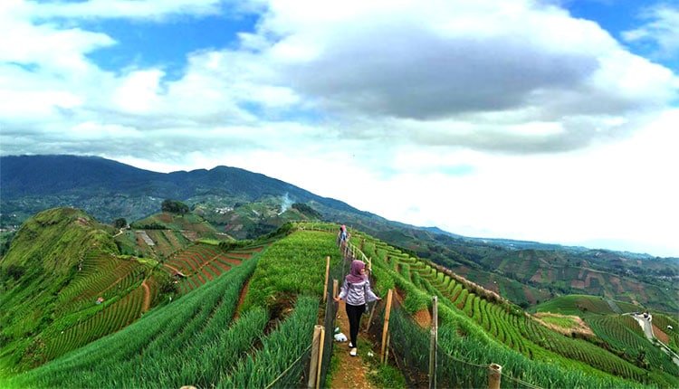 Yuk Kita Agrowisata Kebun Anggur Brasil, Tapi Di Majalengka 2