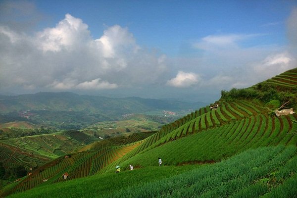 Yuk Kita Agrowisata Kebun Anggur Brasil, Tapi Di Majalengka