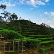 5 Tips Traveling Berlibur Di Kebun Teh Nglinggo