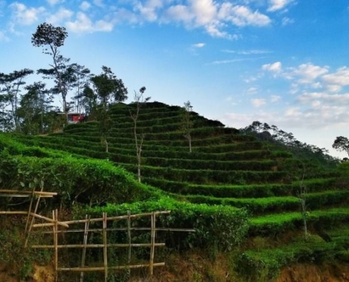 5 Tips Traveling Berlibur Di Kebun Teh Nglinggo