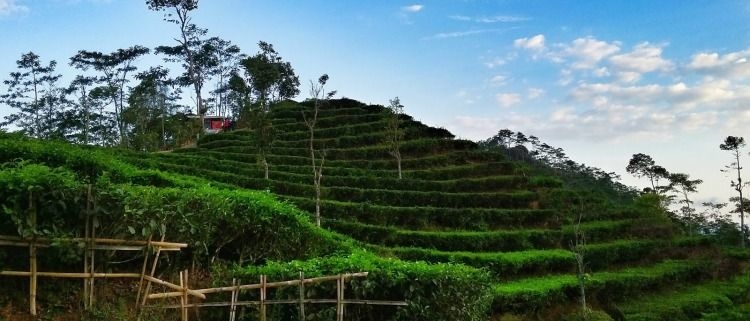 5 Tips Traveling Berlibur Di Kebun Teh Nglinggo