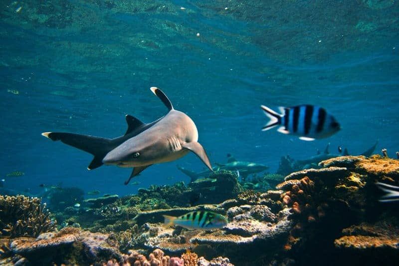 Kamu Hobi Diving Kunjungi 6 Lokasi Wisata Diving Terbaik Di Dunia, Indonesia Ada Loh! 2