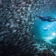 Kamu Hobi Diving Kunjungi 6 Lokasi Wisata Diving Terbaik Di Dunia, Indonesia Ada Loh! 4