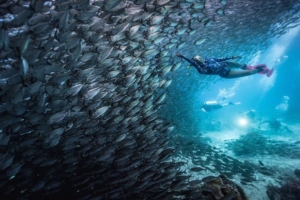 Kamu Hobi Diving Kunjungi 6 Lokasi Wisata Diving Terbaik Di Dunia, Indonesia Ada Loh! 4