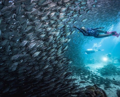 Kamu Hobi Diving Kunjungi 6 Lokasi Wisata Diving Terbaik Di Dunia, Indonesia Ada Loh! 4