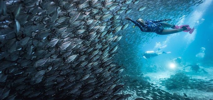 Kamu Hobi Diving Kunjungi 6 Lokasi Wisata Diving Terbaik Di Dunia, Indonesia Ada Loh! 4